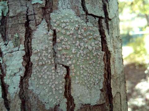 Image of Frosted rim-lichen;   Rim lichen