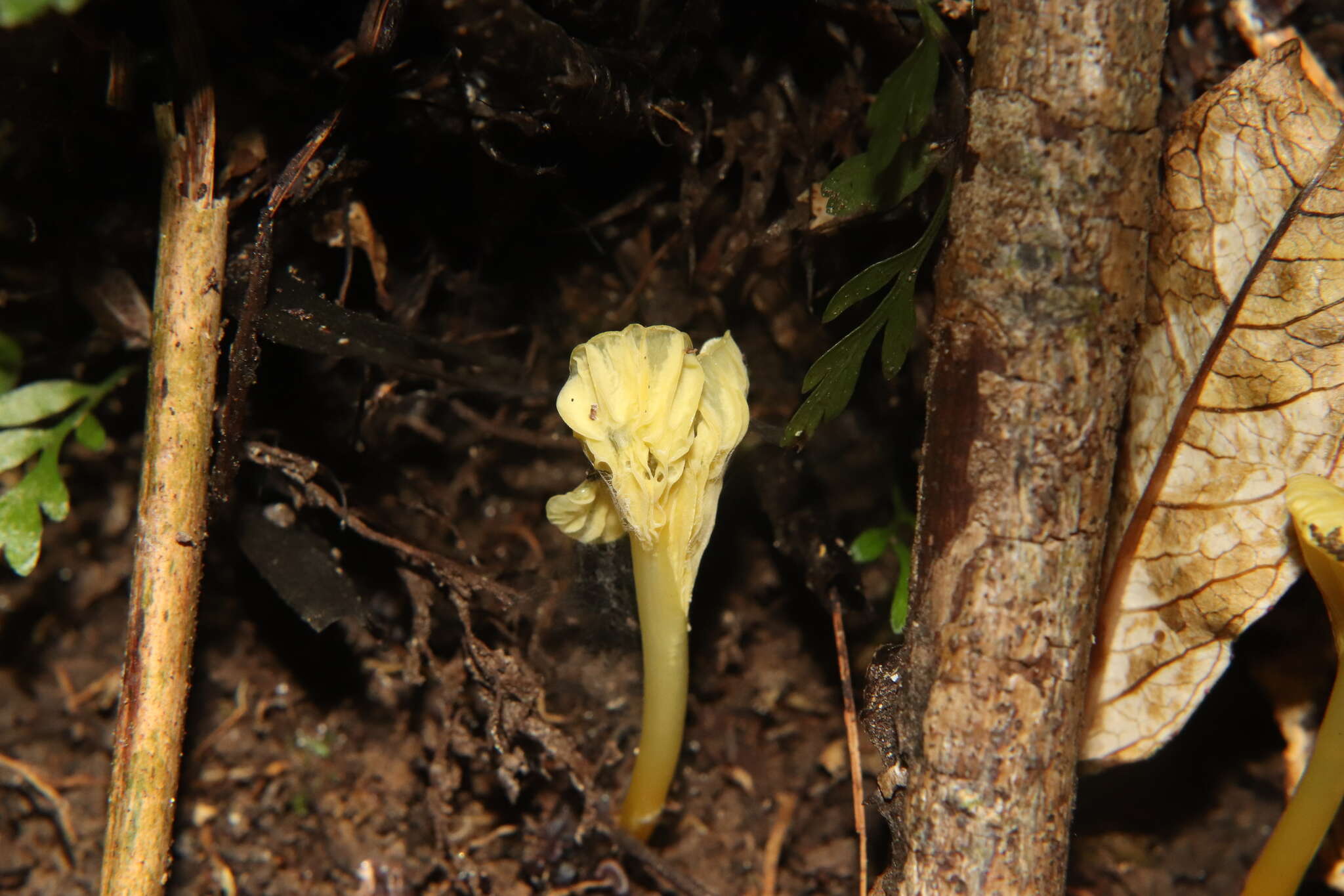 Imagem de Hygrocybe chromolimonea (G. Stev.) T. W. May & A. E. Wood 1995