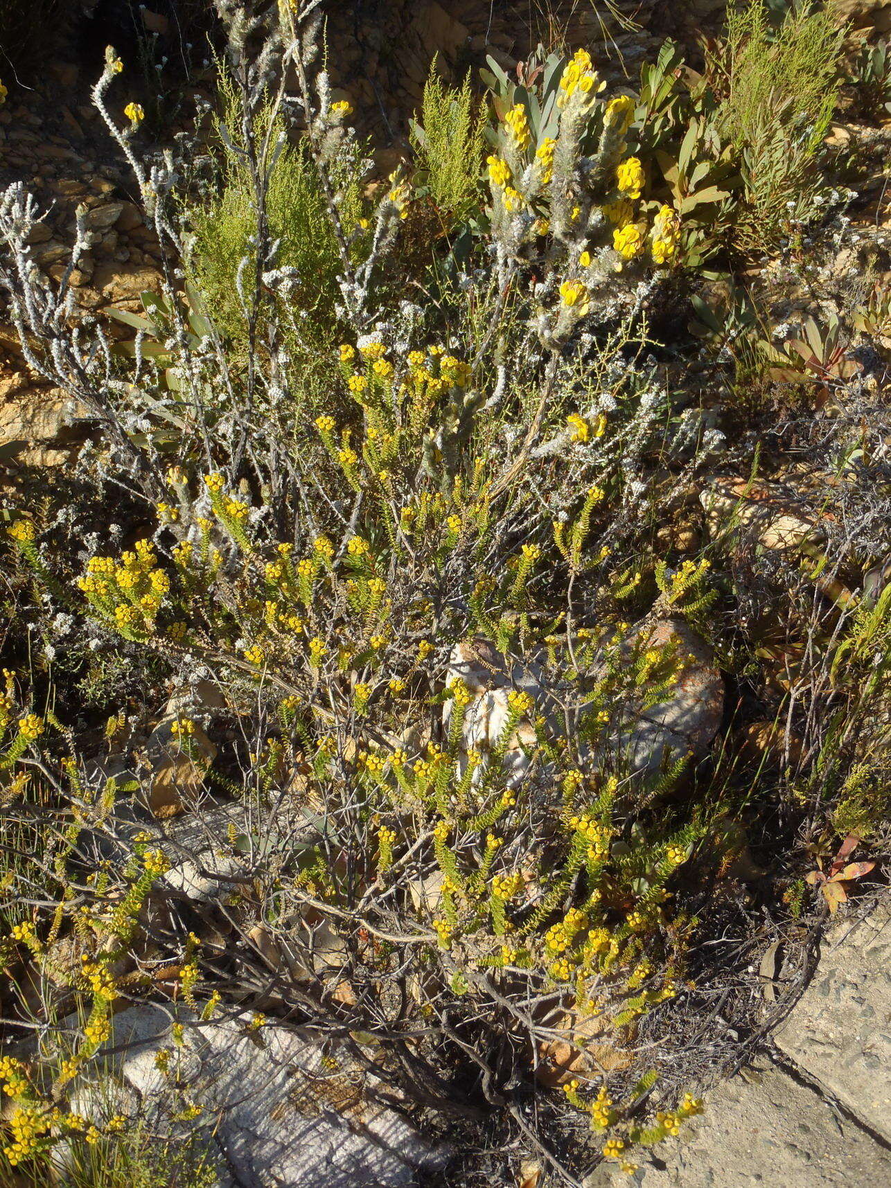 Plancia ëd Oedera squarrosa (L.) A. A. Anderberg & K. Bremer