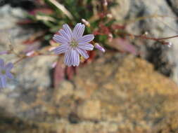 Image of Columbian lewisia