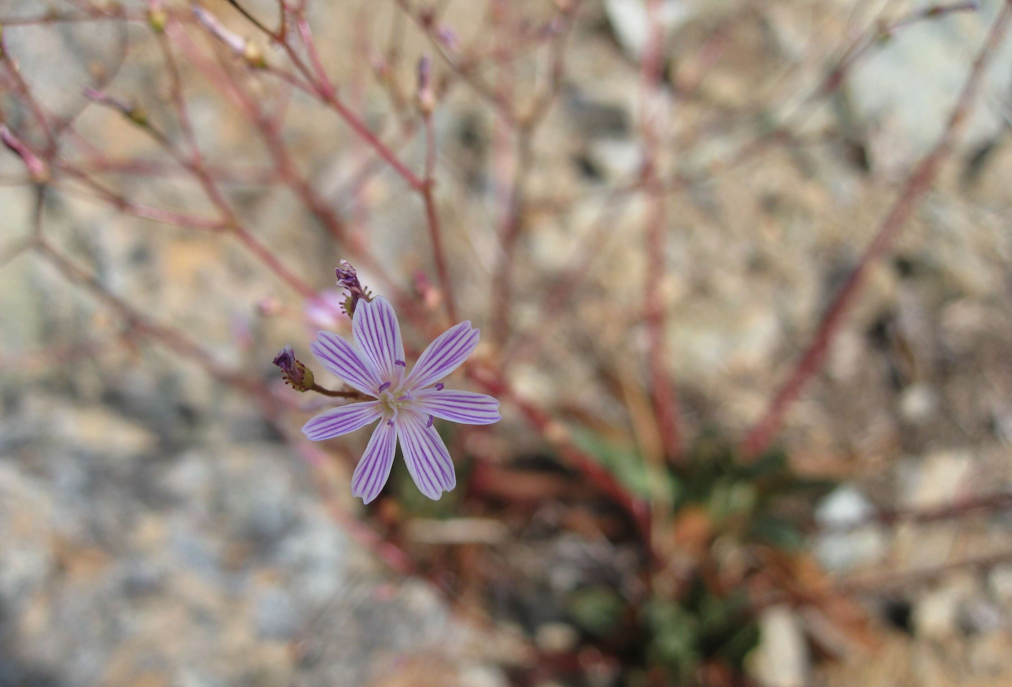 Image of Columbian lewisia