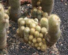 Image of Parodia lenninghausii (F. Haage) F. H. Brandt ex Eggli & Hofacker