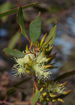 Слика од Eucalyptus phaenophylla M. I. H. Brooker & S. D. Hopper