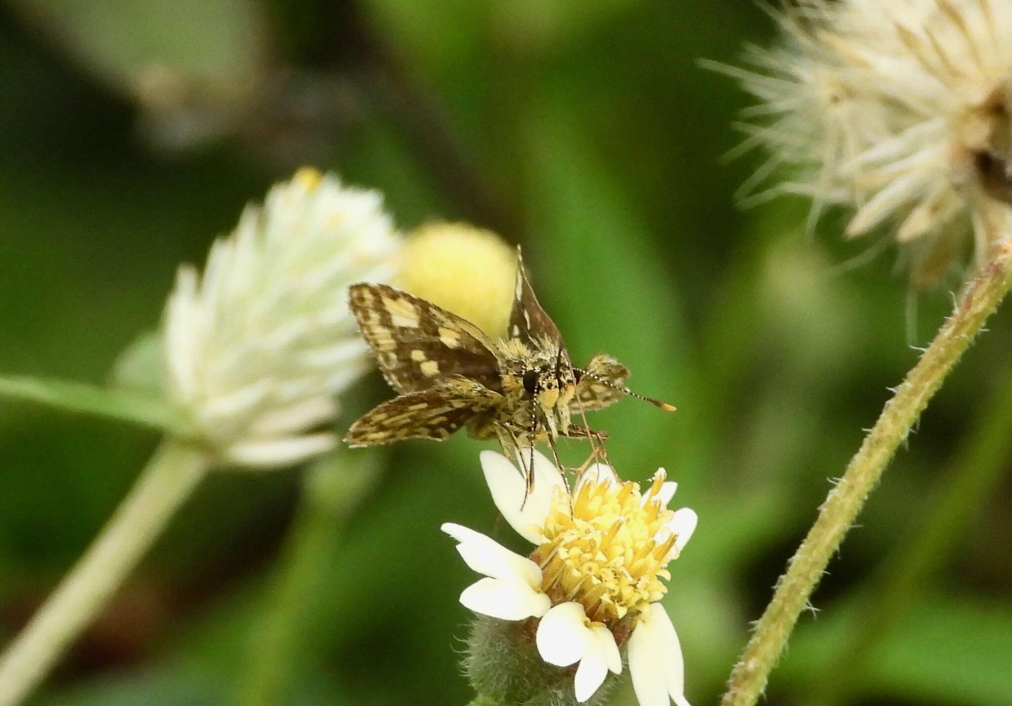 Image of Bush Hopper