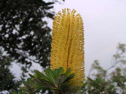 Imagem de Banksia integrifolia L. fil.