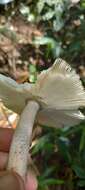 Image of Amanita coacta Bas 1978