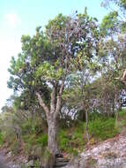 Imagem de Banksia integrifolia L. fil.