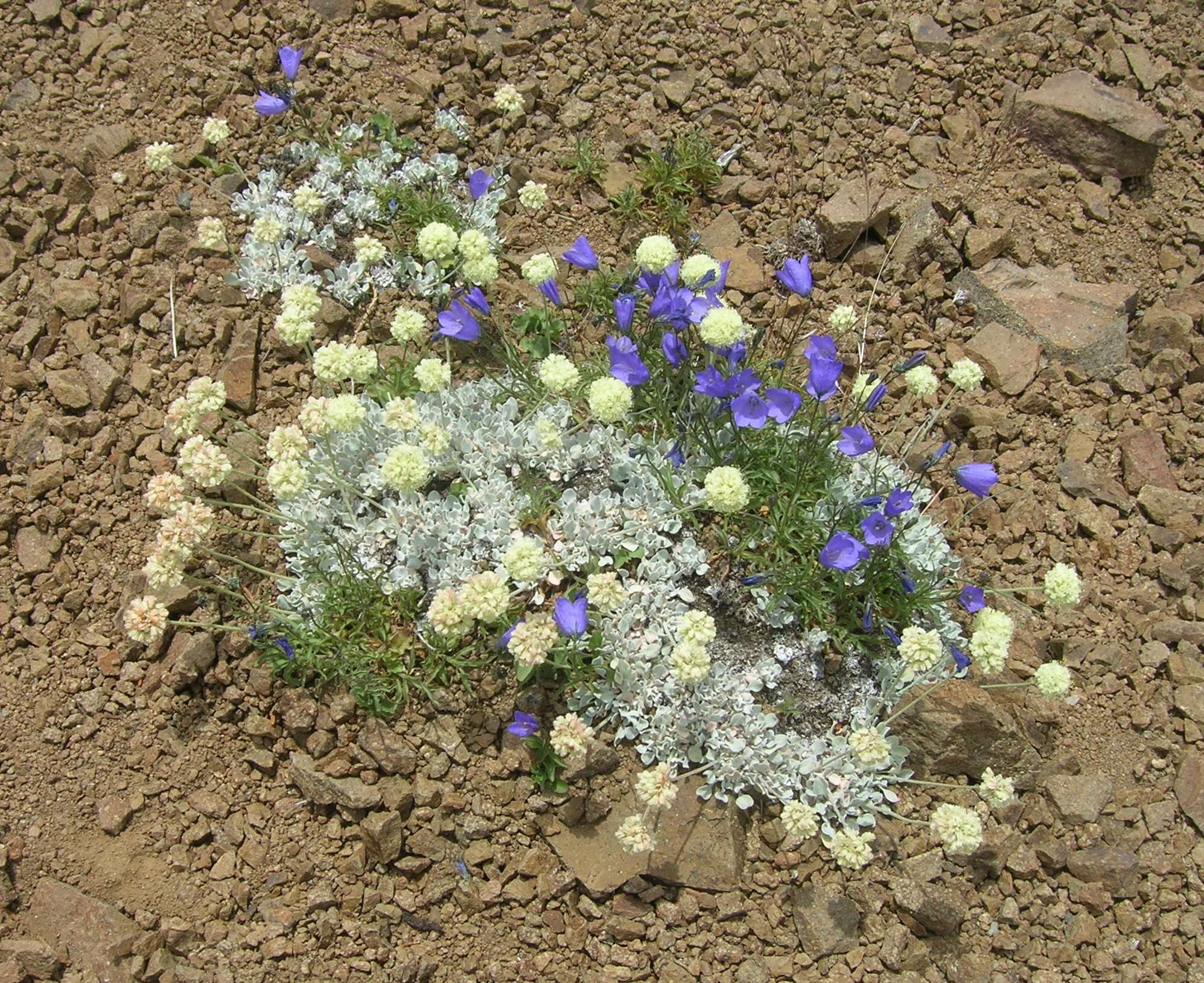 Image of cushion buckwheat