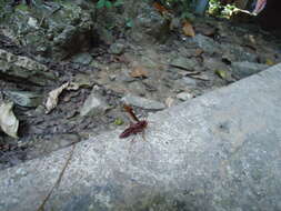 Image of Polistes franciscanus Richards 1978