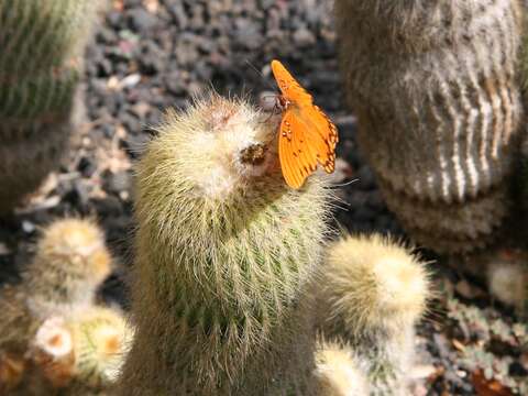 Image of Parodia lenninghausii (F. Haage) F. H. Brandt ex Eggli & Hofacker