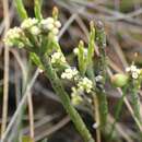 Image de Leptomeria glomerata F. Müll. ex Hook. fil.