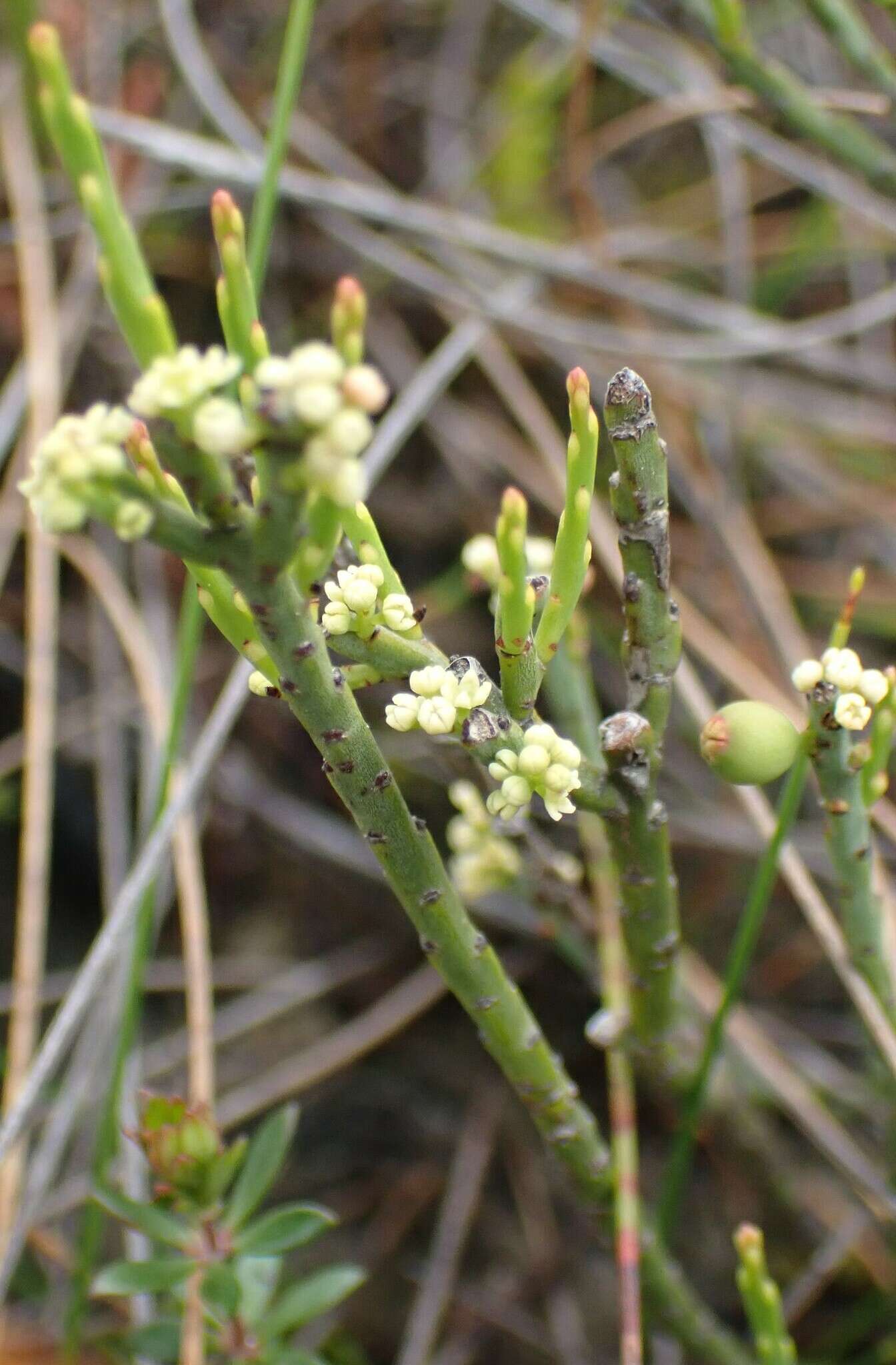 Image of Leptomeria glomerata F. Müll. ex Hook. fil.