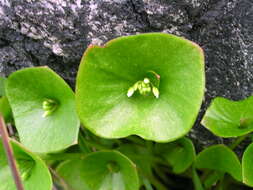 Image of Indian lettuce