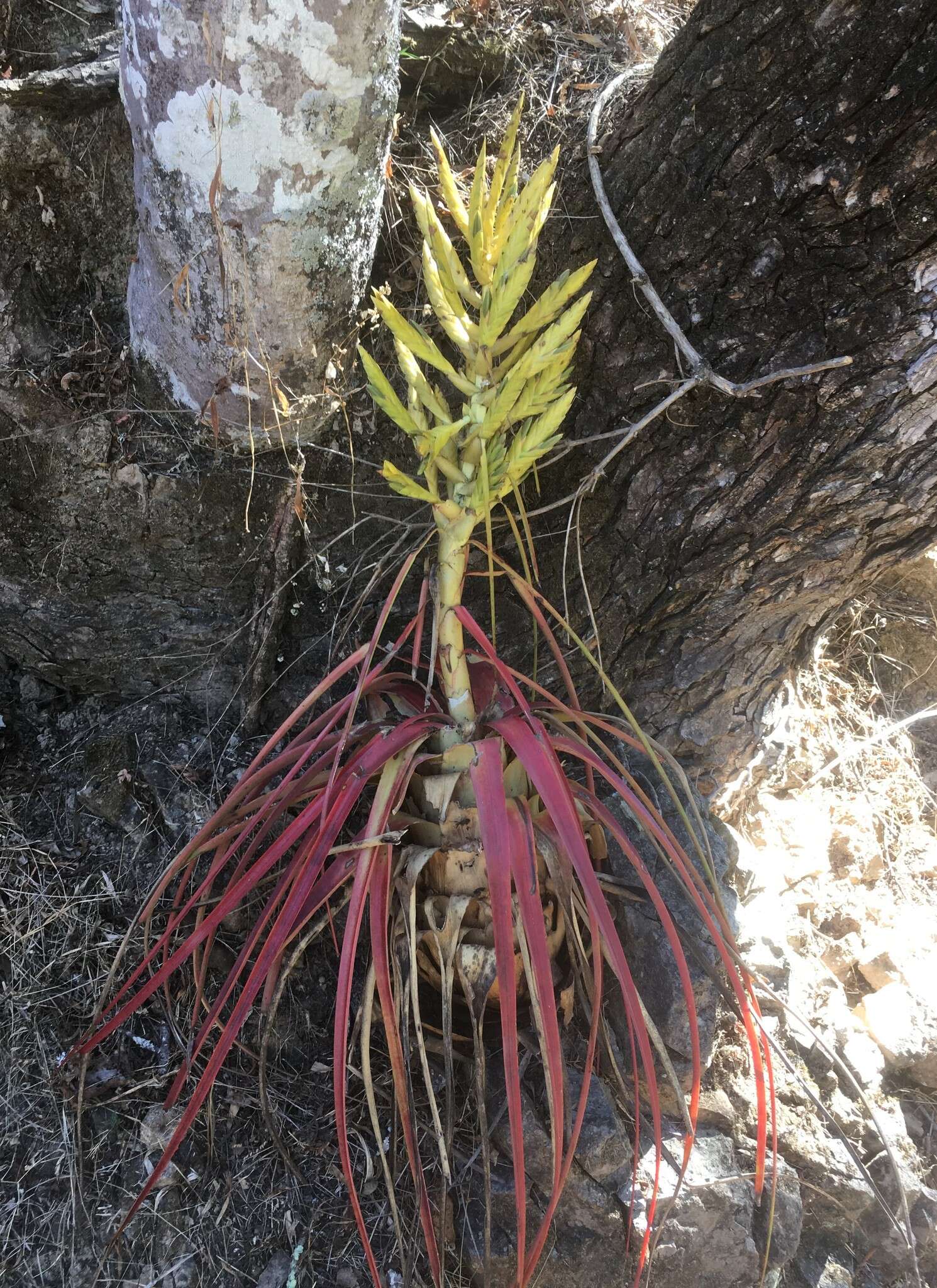 Image of Tillandsia calothyrsus Mez