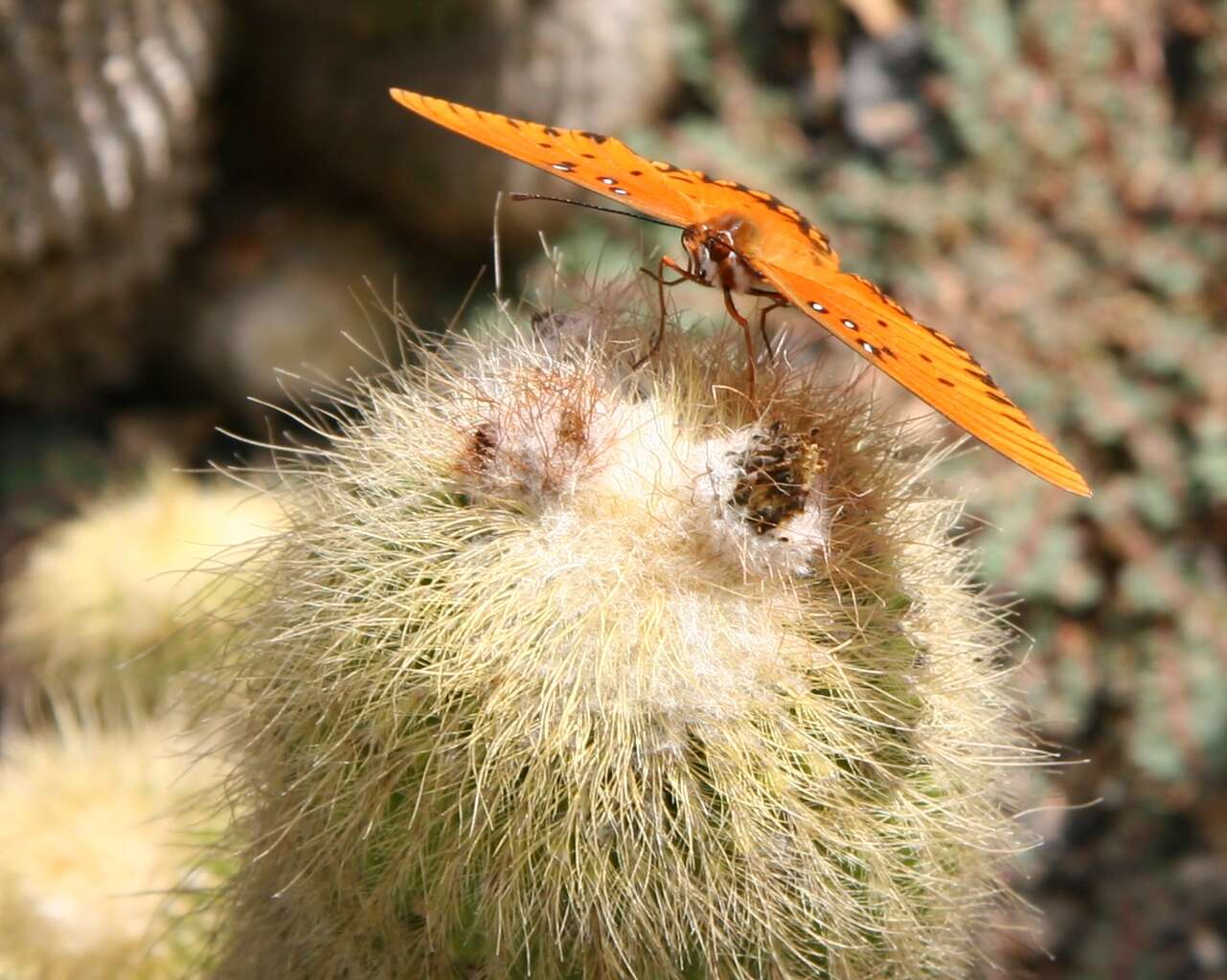 Image of Parodia lenninghausii (F. Haage) F. H. Brandt ex Eggli & Hofacker