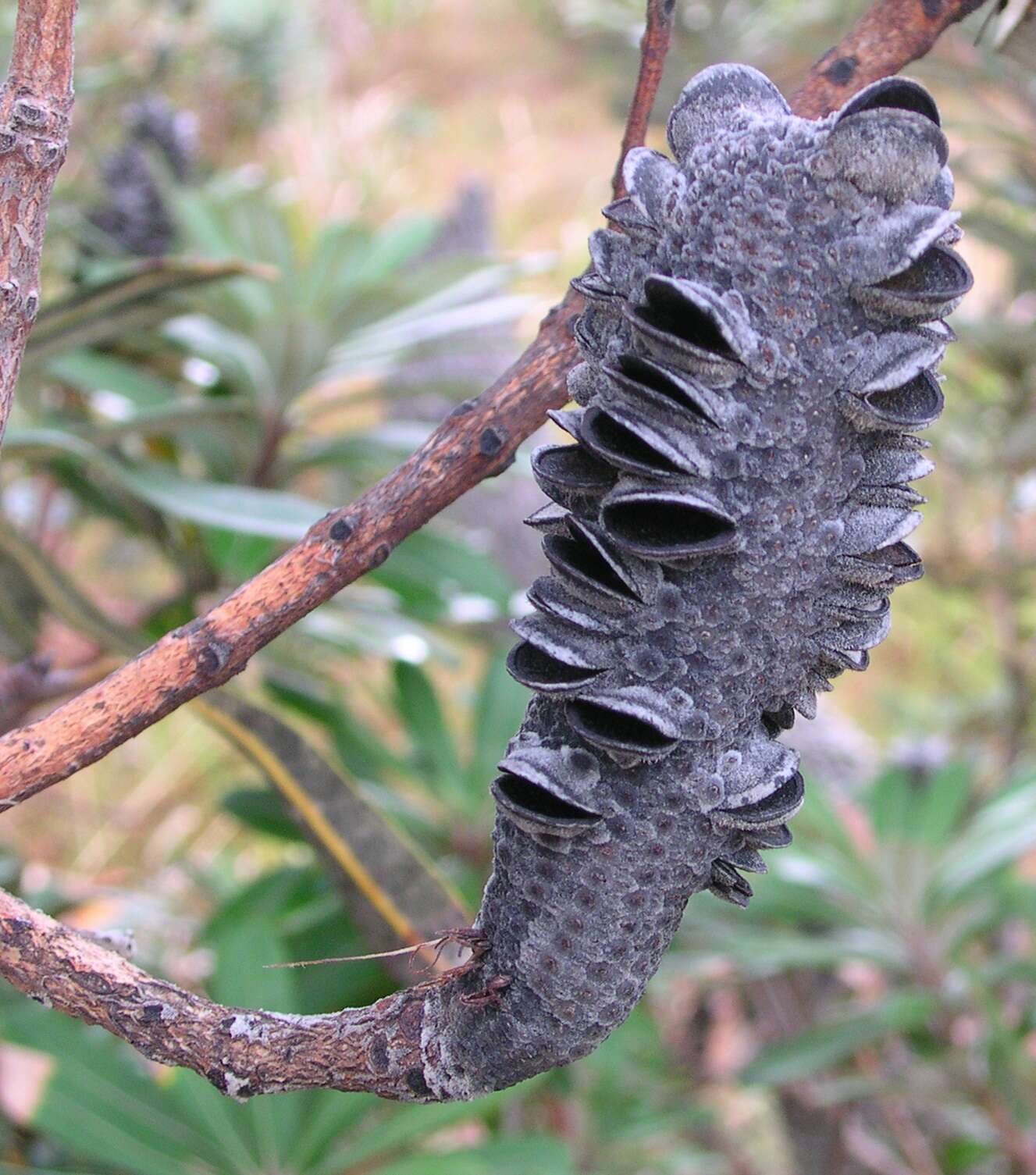 Imagem de Banksia integrifolia L. fil.