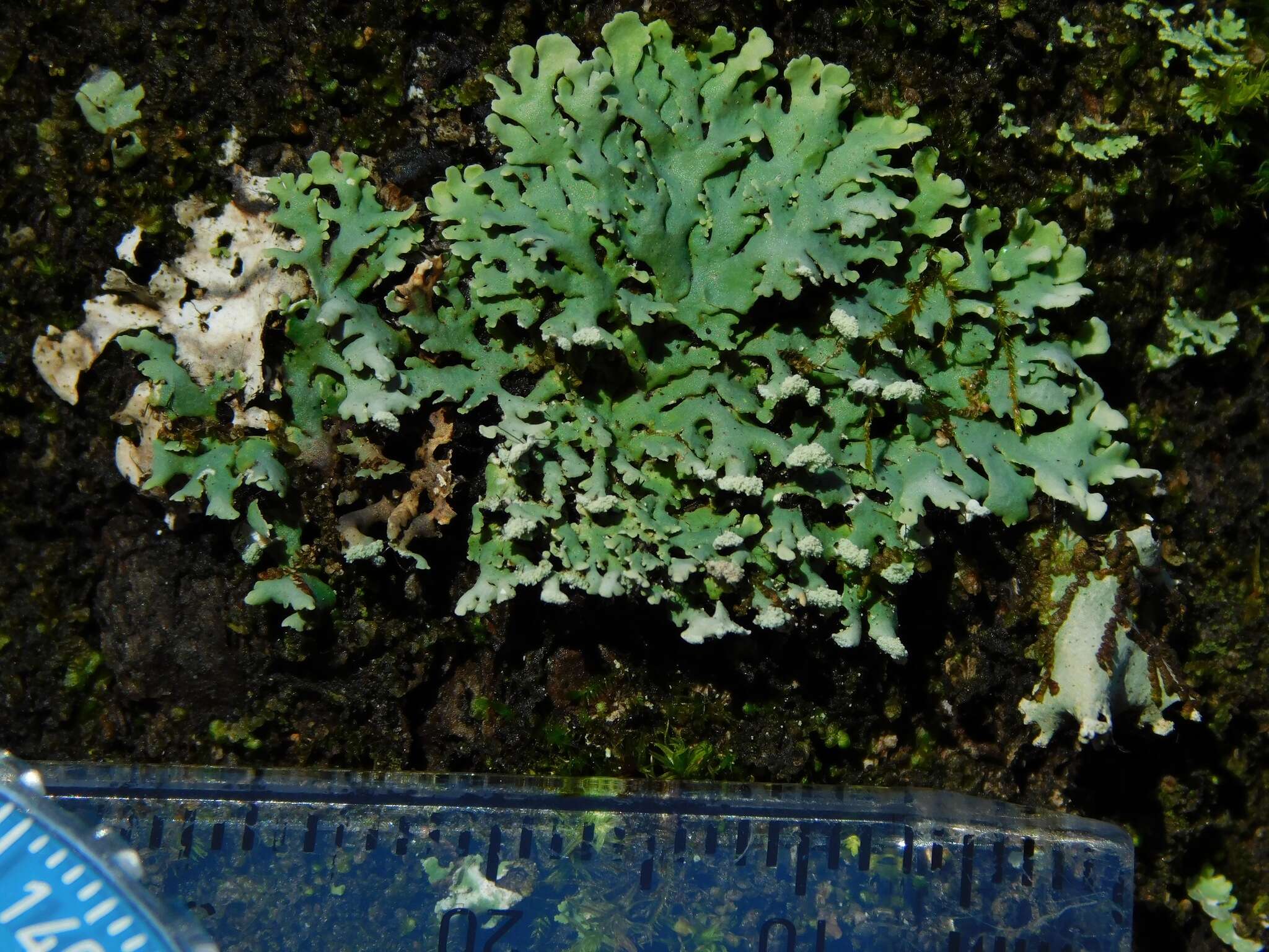 Image of Blue Ridge shield lichen