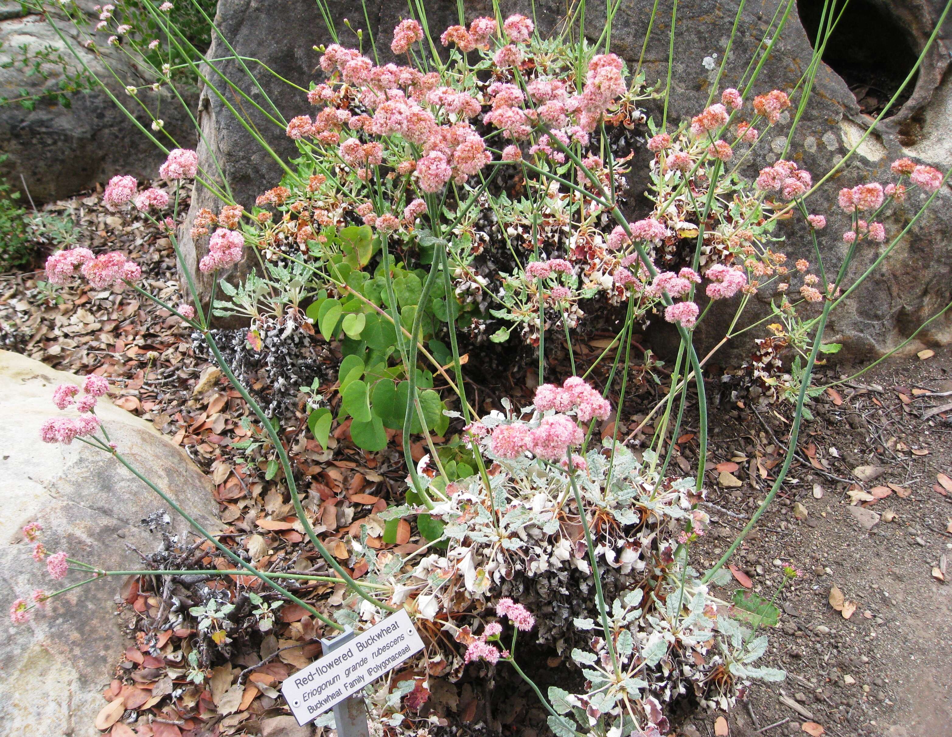 Image de Eriogonum grande Greene