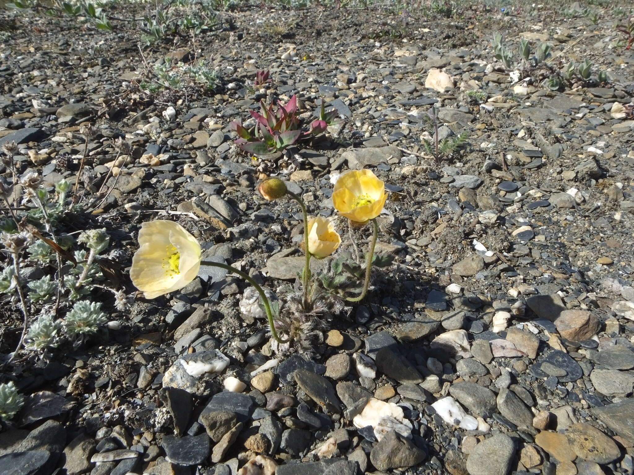 Image of Papaver calcareum V. V. Petrovskii