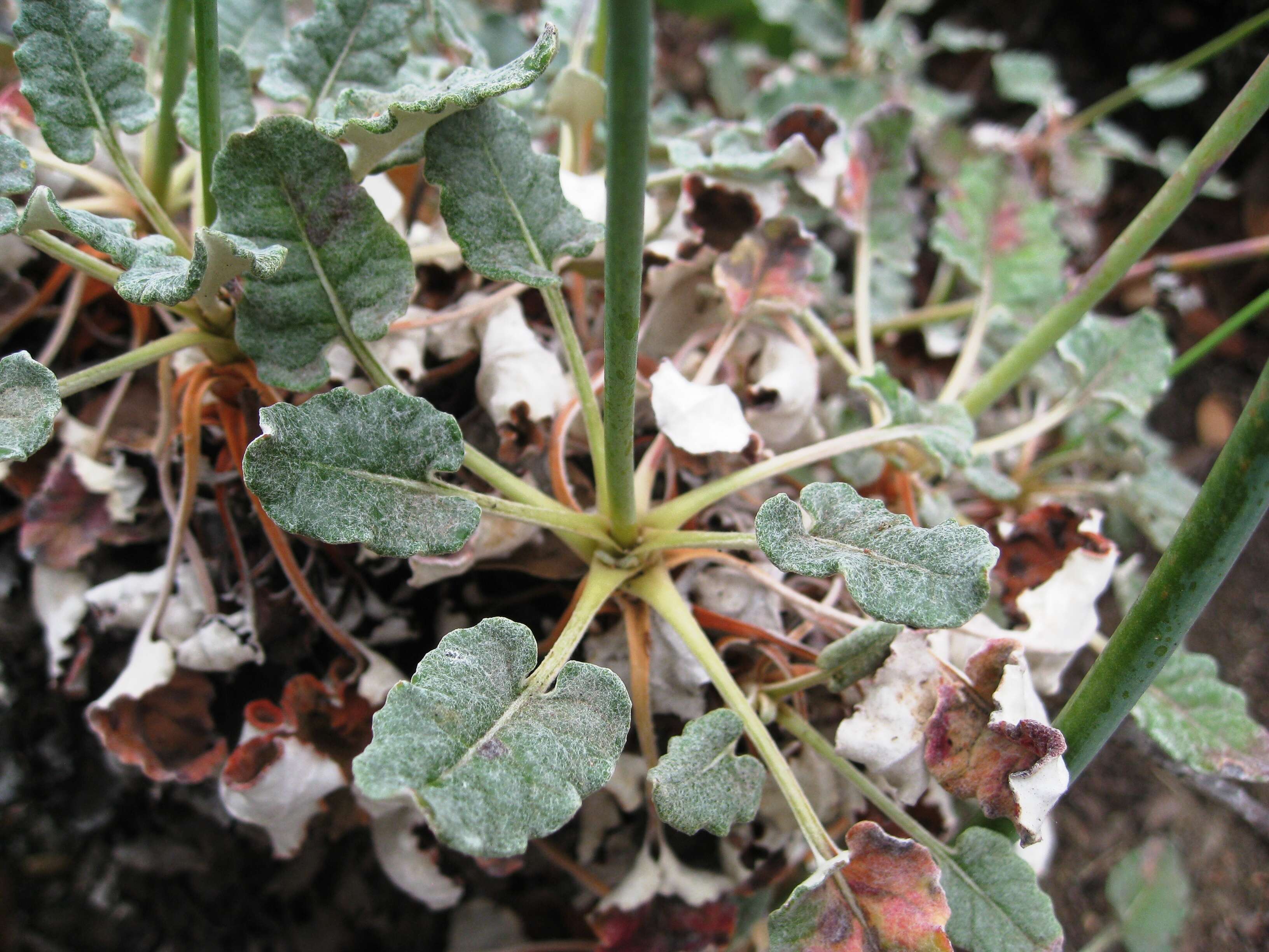 Image de Eriogonum grande Greene