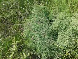 Image de Thalictrum foetidum L.