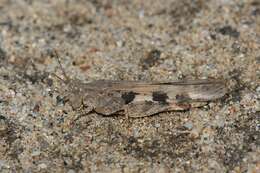 Image of Groove-headed Grasshopper