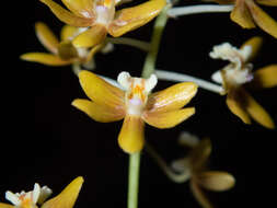 Dendrobium finetianum Schltr.的圖片