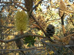 Image of silver banksia