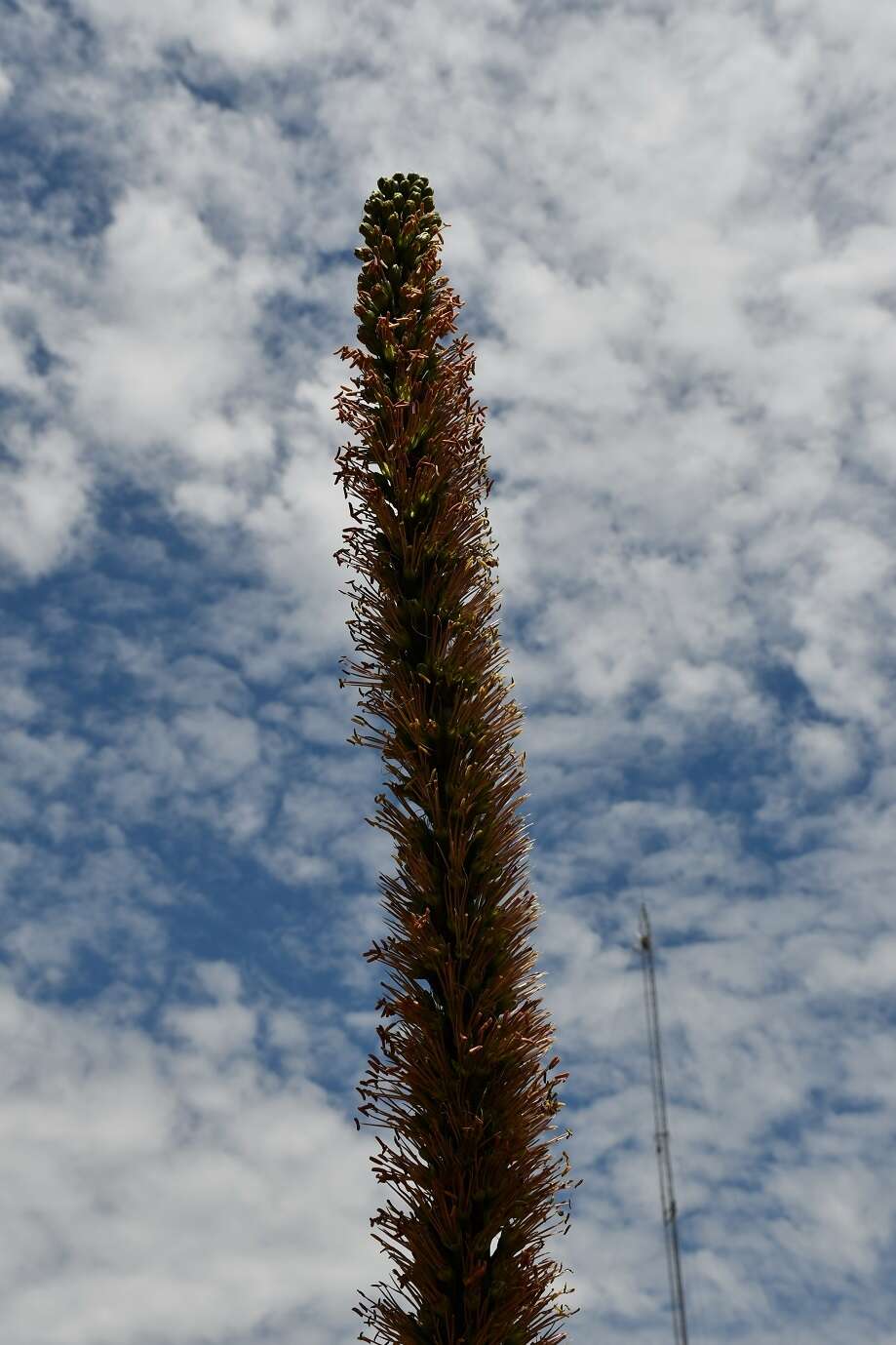 Image of Hedgehog Agave