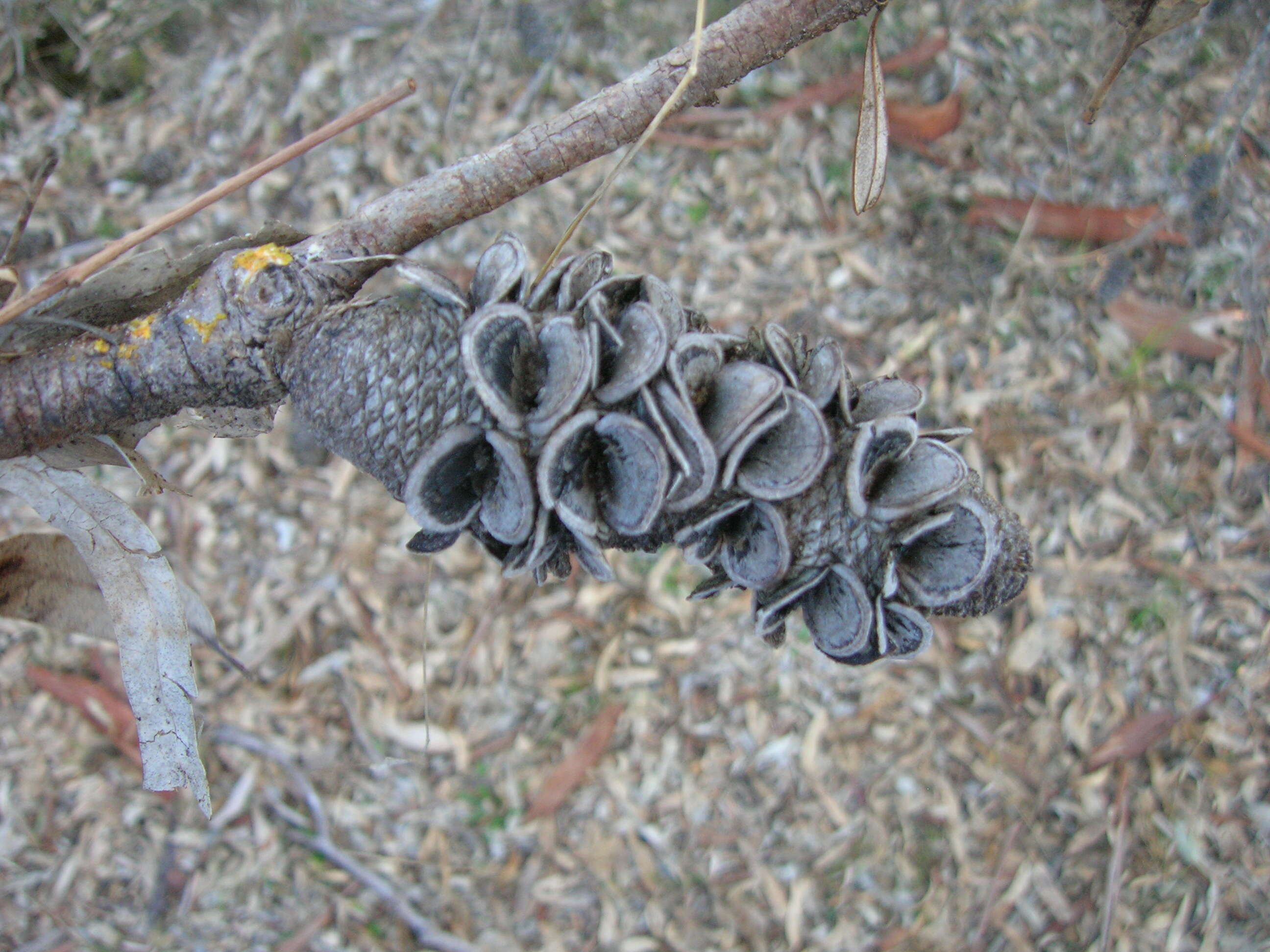 Imagem de Banksia marginata Cav.