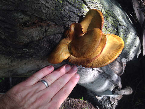 Image of western jack-o'-lantern mushroom