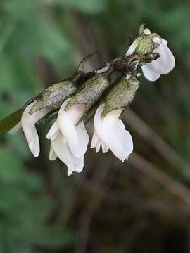 Astragalus robbinsii var. minor (Hook.) Barneby的圖片