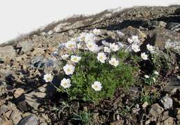 Anemone drummondii S. Wats. resmi