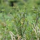 Image of Solanum aviculare var. aviculare