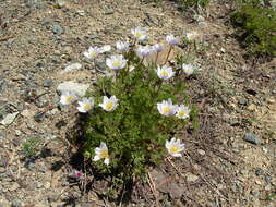 Anemone drummondii S. Wats. resmi