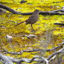 Image of Southern Scrub Robin