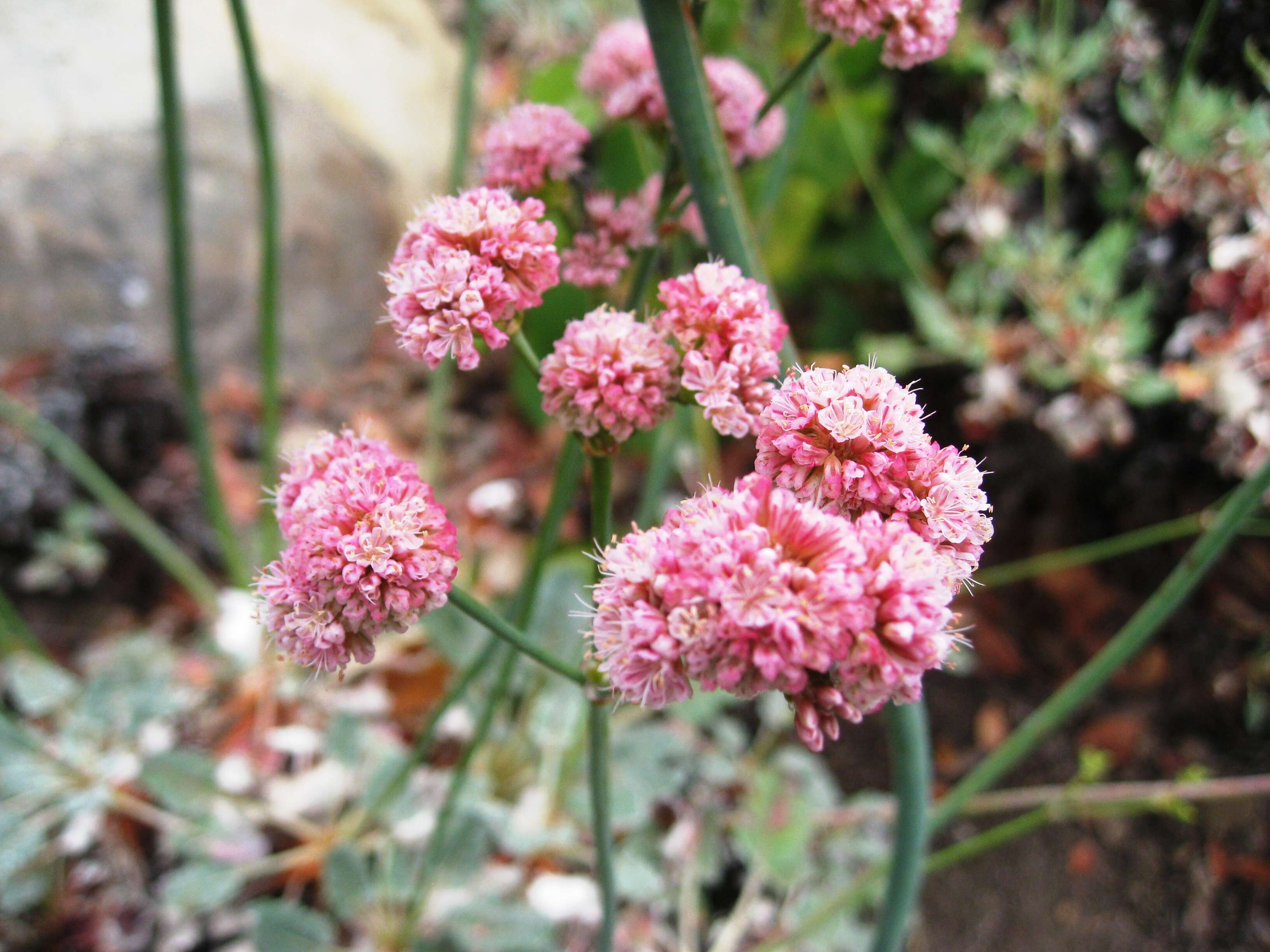 Image de Eriogonum grande Greene