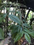 Image of Dendrobium tetragonum A. Cunn. ex Lindl.