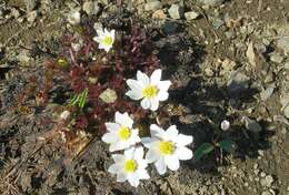 Anemone drummondii S. Wats. resmi