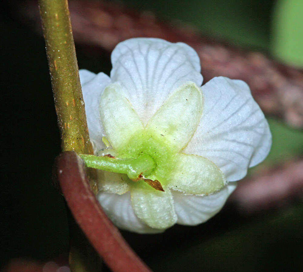 Image of silver vine