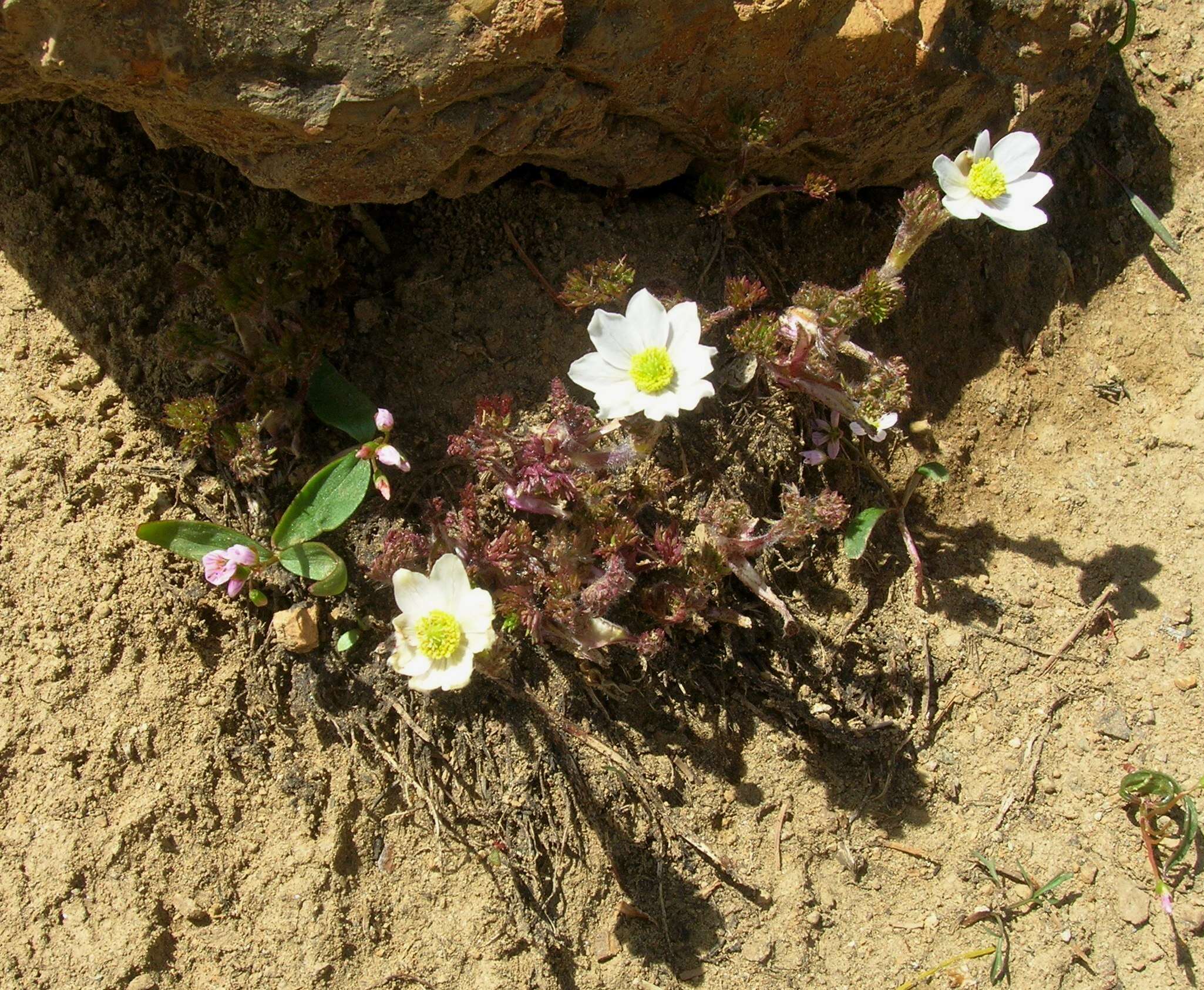 Anemone drummondii S. Wats. resmi