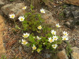 Anemone drummondii S. Wats. resmi