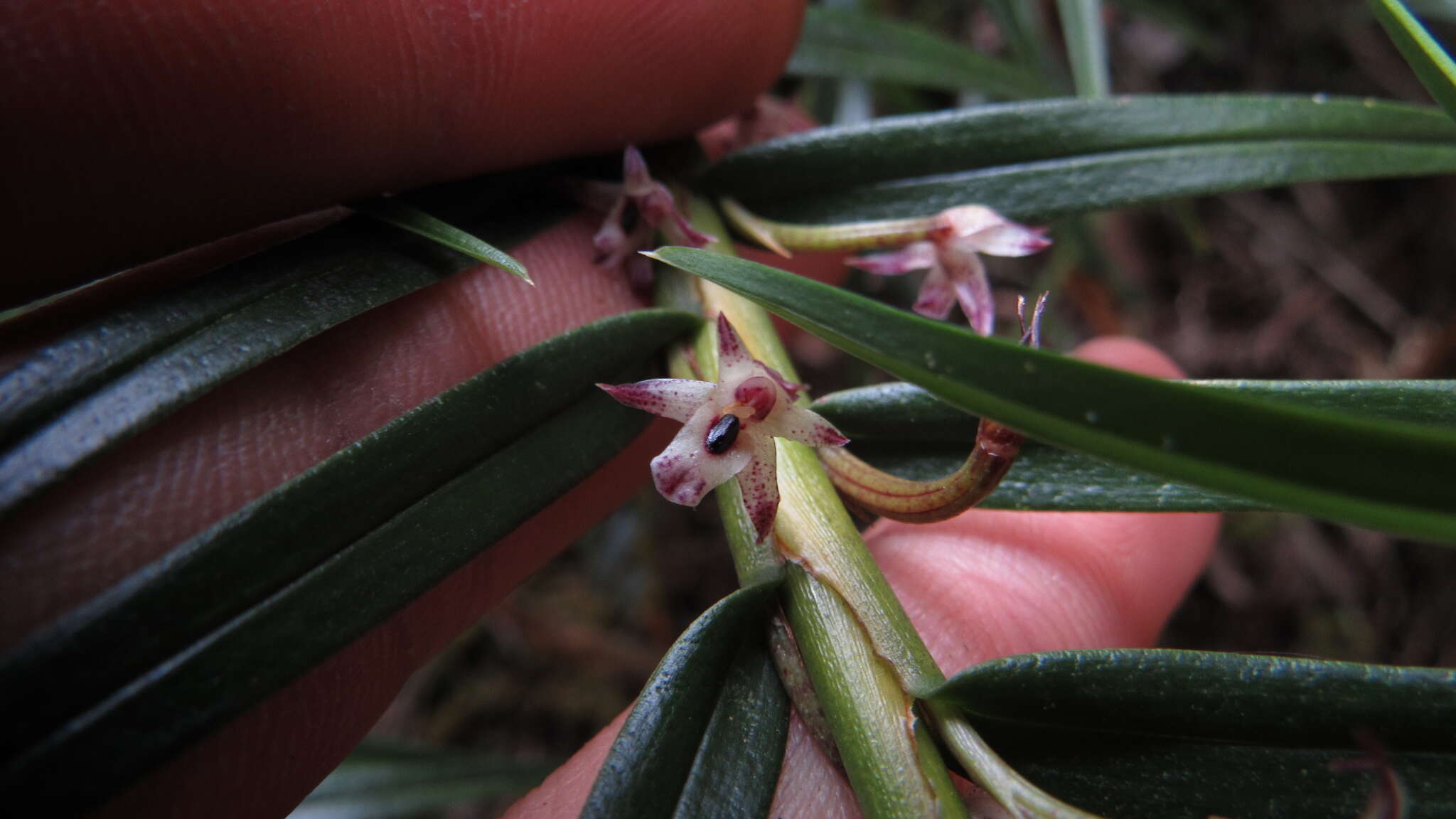 Image of Maxillaria graminifolia (Kunth) Rchb. fil.