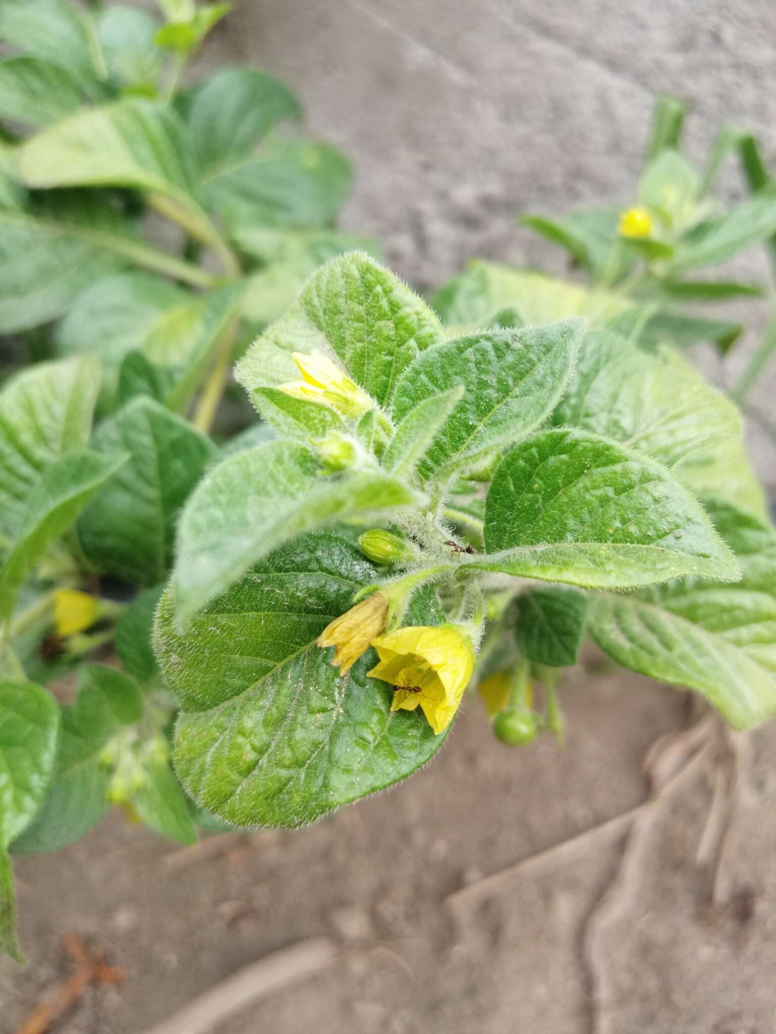 Image of Capsicum rhomboideum (Dun.) Kuntze