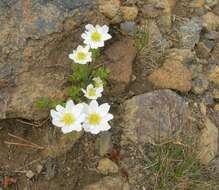 Anemone drummondii S. Wats. resmi