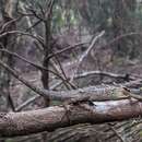 Image of Anaimalai Spiny Lizard