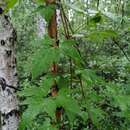 صورة Clematis macropetala Ledeb.