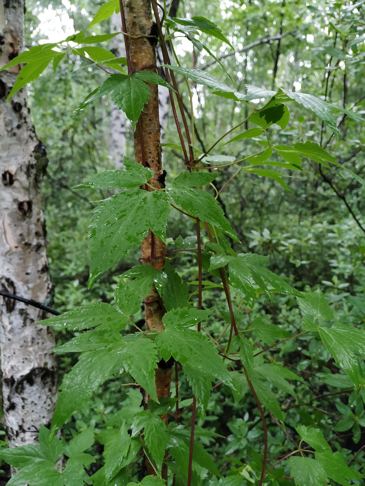 Image of Clematis macropetala Ledeb.