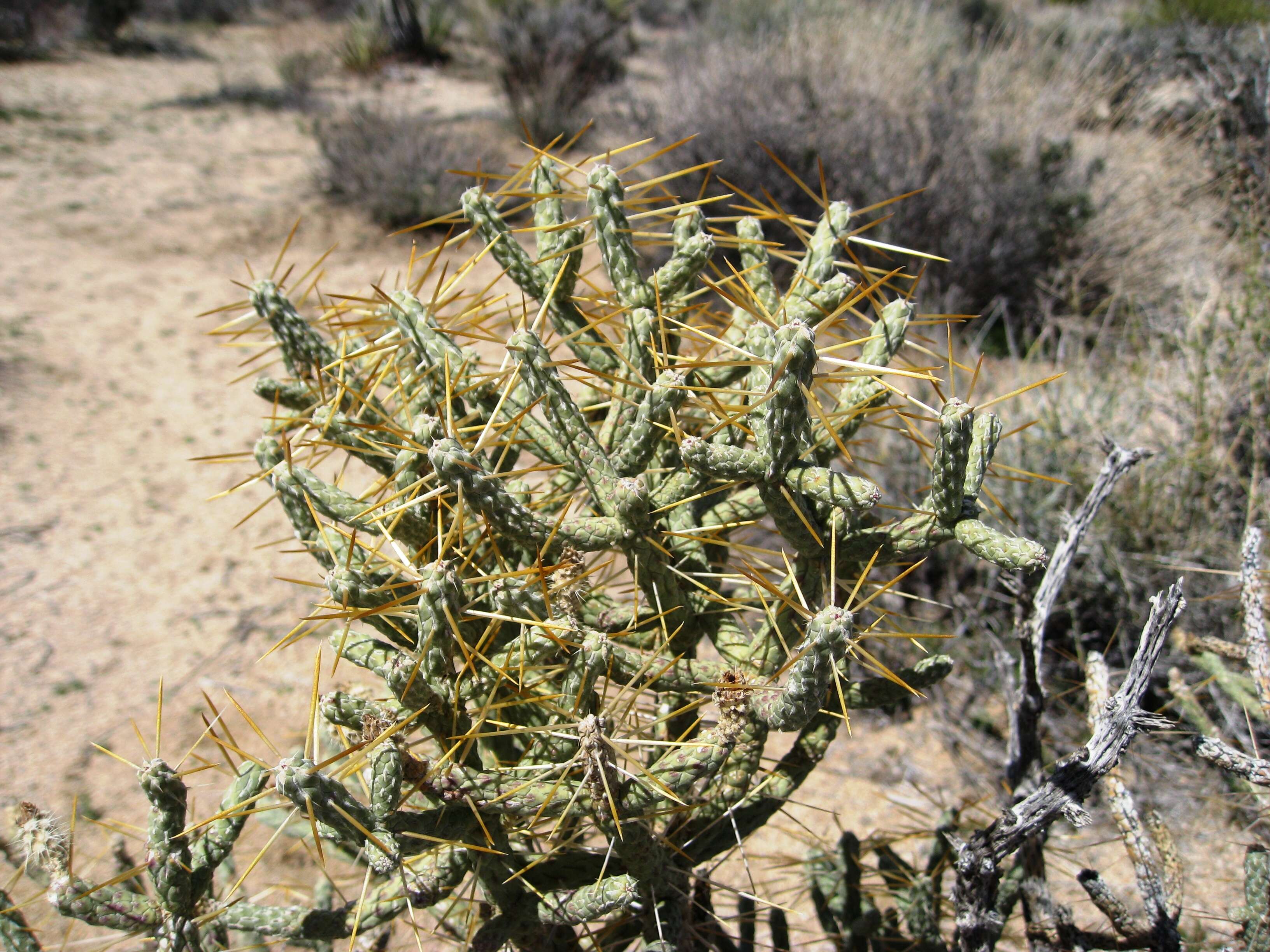 Image de Cylindropuntia ramosissima (Engelm.) F. M. Knuth