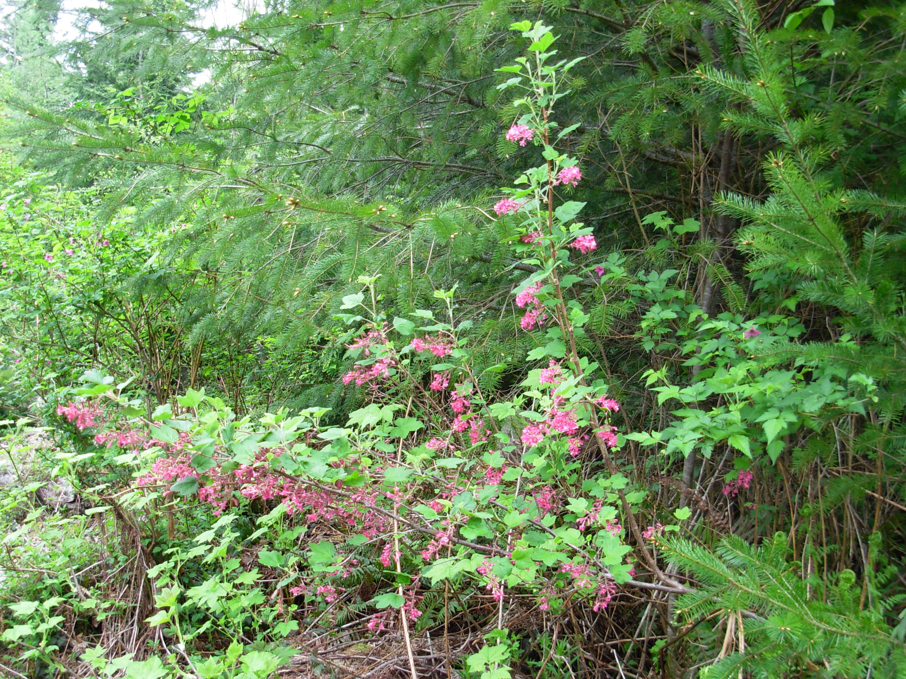 Imagem de Ribes sanguineum Pursh